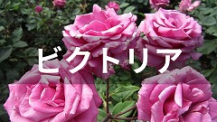 カナダ・ビクトリア留学