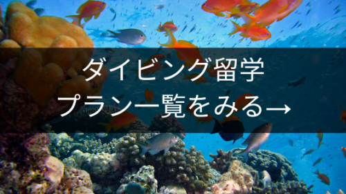 ダイビング留学プラン一覧